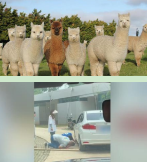 機械千斤頂救下被壓車底的羊駝