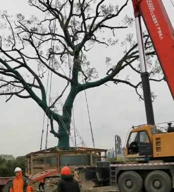 如何用油壓千斤頂移走百噸大樹
