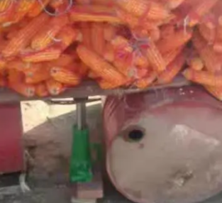 農(nóng)戶借用螺旋千斤頂使玉米保持平衡